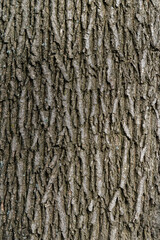 Embossed texture of the bark