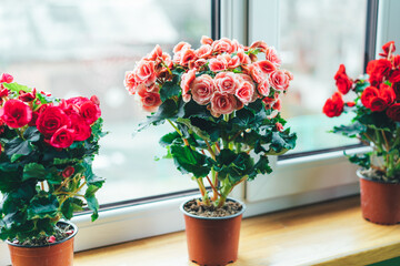Bright begonias on the window. Gardening at home. Selective focus.
