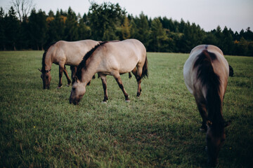 Horses  © Przemylsaw Budzynski