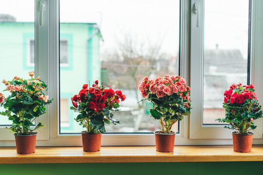 Bright begonias on the window. Gardening at home. Selective focus.