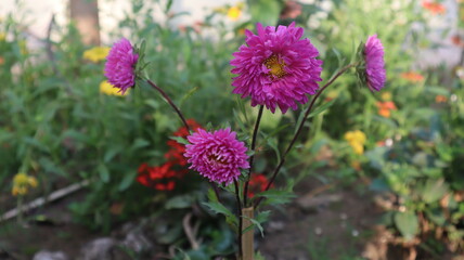 flower in garden purple pink
