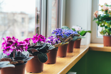 African violet. Home mini potted plants on the windowsill. Flowering saintpaulias. Selective focus.