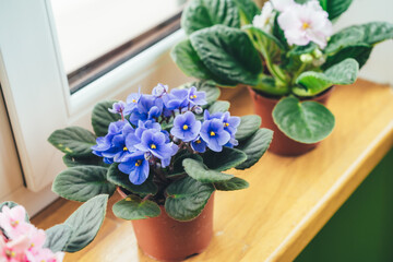 African violet. Home mini potted plants on the windowsill. Flowering saintpaulias. Selective focus.