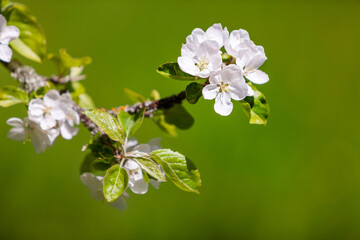 A branch of a blossoming apple tree on a natural background of greenery outdoors. Sunny day, spring, close-up, selective focus