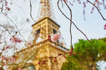 Cherry blossom tree in full bloom near the Eiffel tower in Paris