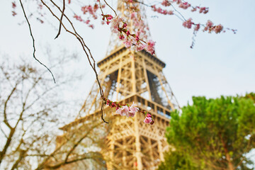 Cherry blossom tree in full bloom near the Eiffel tower in Paris