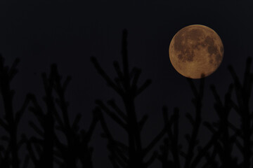 mond, moon, monnlight, mundlicht © Jacek