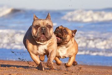 French Bulldogs running and having fun playing on the beach. Happy and Crazy facial expressions