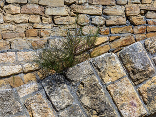 Summer, a plant growing on the masonry of the fortress wall, illuminated by sunlight.