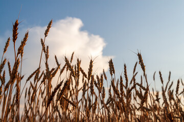 Obraz premium Ears of barley as an agricultural background.