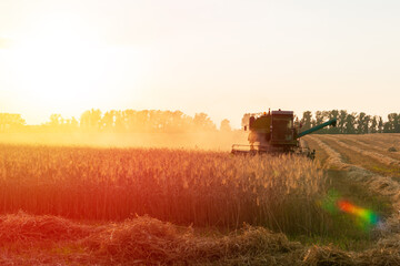Obraz premium Harvester in the field. Grain harvesting.