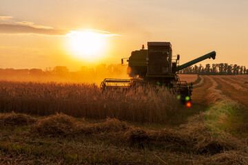 Harvester in the field. Grain harvesting.