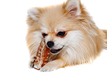 The dog chews on a bone. The Pomeranian eats a dog bone. Pomeranian puppy