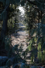 Path through the woods