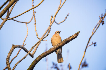 Eurasian jay bird - garrulus glandarius - sitting on the branch in Winter with blue sky in background