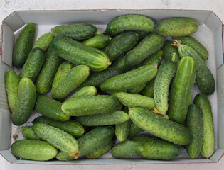 White box full of fresh organic farm cucumbers on white background. Top view