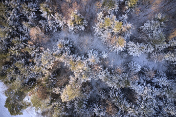 Wald im Winter Luftbild