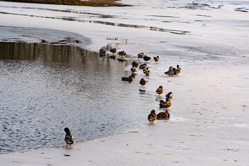 ducks on the beach
