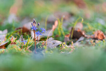 Beautiful wild flowers in the forest	
