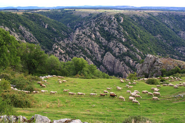 A flock of shorn sheep grazing on the plateau of La Garde Guérin (Lozère, France)