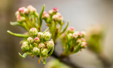 Young pear buds, before flowering in spring. 