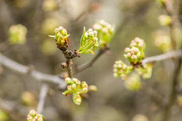 Young pear buds, before flowering in spring. 