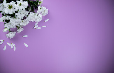 White spring flowers on purple background