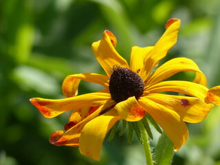 Wild yellow flower with orange tinge in the summer sun.