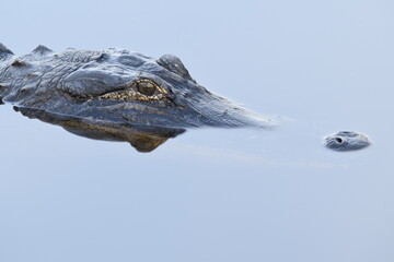 Alligator Head from La Chua Trail in Paynes Prairie Preserve, Gainesville, Florida