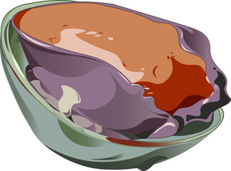 Soft  Abalone Vector Illustration