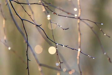 The sun in the branches of birch