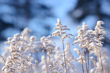 Dry branches of grass and flowers on a winter snowy field. Seasonal cold nature background. Winter landscape details. Wild plants frozen and covered with snow and ice in meadow.