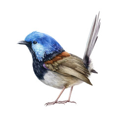 Fairy-wren bird bright illustration. Australian songbird fairy wren. Bright small avian watercolor image. Wildlife Australia bird realistic element. Bright avian on white background.