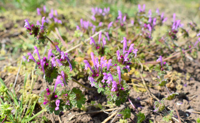 Lamium amplexicaule, commonly known as henbit dead-nettle, common henbit, or greater henbit. Selective focus