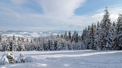 Fir forest covered with snow in the mountains; Carpathian winter landscape on sunny day; traces of skis