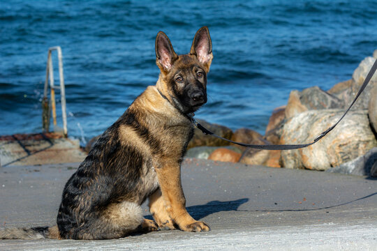 A picture of a fifteen weeks old German Shepherd puppy. Blue sky and ocean in the background