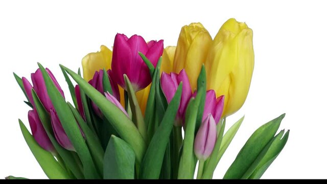 video with bunch of tulip flowers isolated on white backgound