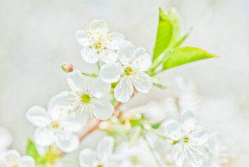 Obraz na płótnie Canvas Sunny spring day. Cherry blossoms. Beautiful flowers, close-up