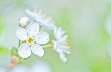 Sunny spring day. Cherry blossoms. Beautiful flowers, close-up
