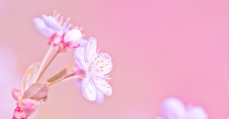 Sunny spring day. Cherry blossoms. Beautiful flowers, close-up. Pink background
