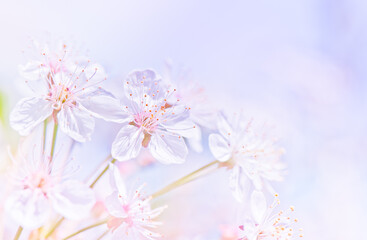 Sunny spring day. Cherry blossoms. Beautiful flowers, close-up