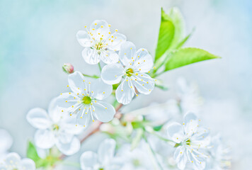Naklejka na ściany i meble Sunny spring day. Cherry blossoms. Beautiful flowers, close-up