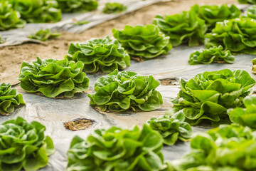 Young spring organic lettuce planted in a greenhouse.