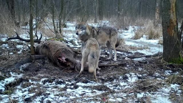 Wolves feed on dead deer in Kampinoski National Park in Poland