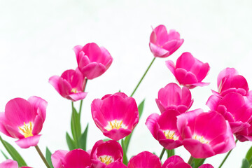 Flowering tulips of red and magenta flowers on a white background.