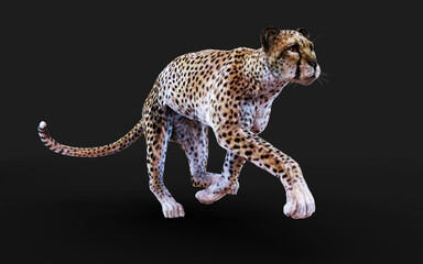 Cheetah tiger Isolated on Dark Background with Clipping Path. 3d Illustration.