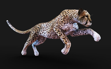 Cheetah tiger Isolated on Dark Background with Clipping Path. 3d Illustration.