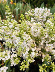 white lilac