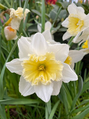 Naklejka na ściany i meble daffodils in a garden