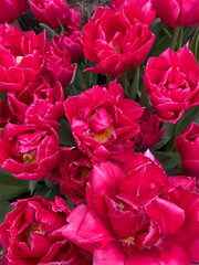 bunch of dark rose tulips